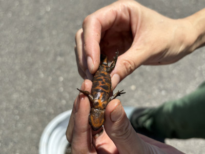 IMG_4111_R7_7_24_アカハライモリ