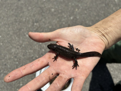 IMG_4107_R7_7_24_アカハライモリ