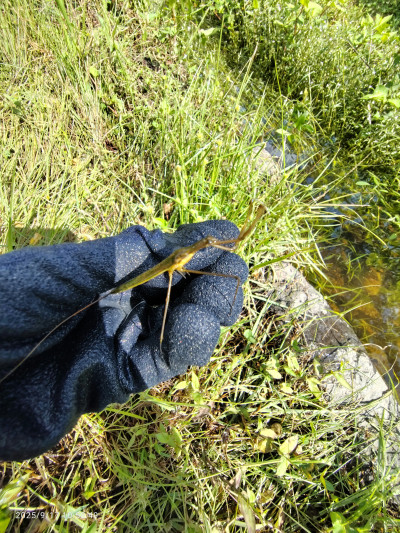 25_09_17_ミズカマキリ_1