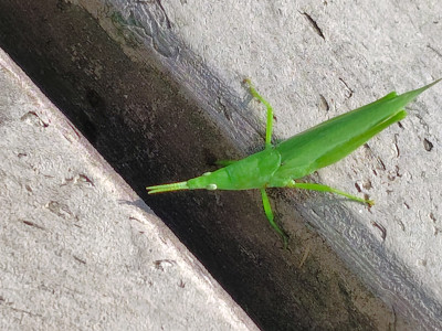 25_08_19_オンブバッタ