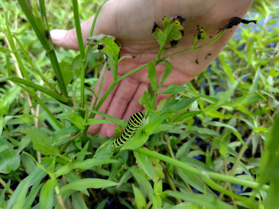 25_08_19_キアゲハ幼虫（手と）