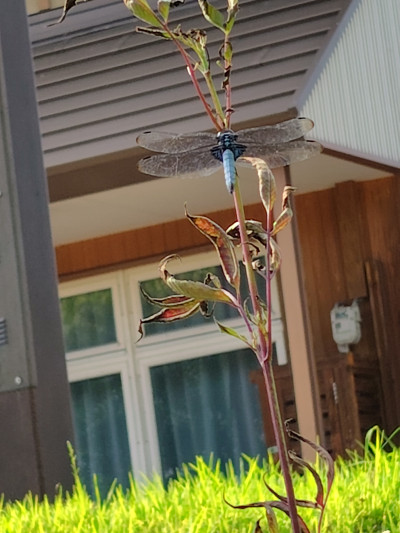 2508_19_オオシオカラトンボ