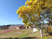 2025_10_30_街路樹と校舎