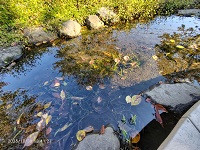 2025_10_30_ビオトープの流れと落ち葉の風景