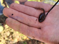 2025_10_30_オタマジャクシ