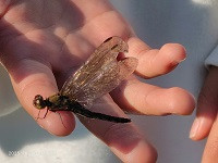 2025_10_30_トンボ（種類不明）