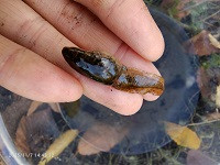 25_11_07_オタマジャクシ‗W200