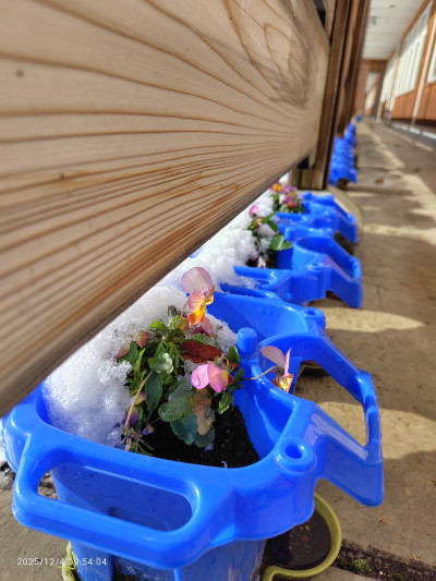 25_12_04_ビオトープ風景‗雪 (8)